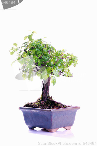 Image of Bonsai tree