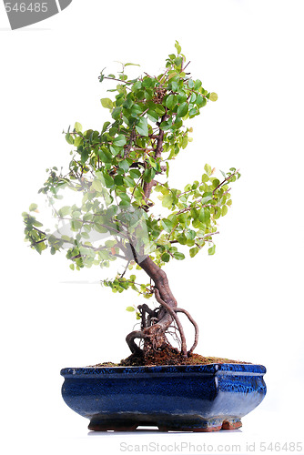 Image of Bonsai tree