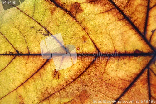 Image of Autumn leaf 