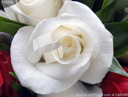 Image of white rose