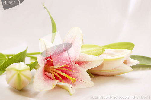 Image of beautiful exotic lilly