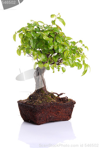 Image of Bonsai tree