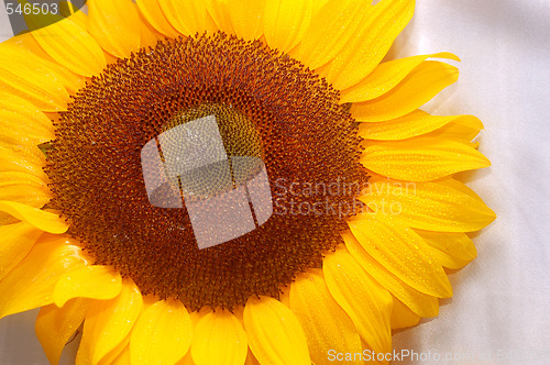 Image of beautiful sunflower 