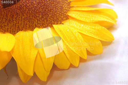 Image of sunflower petals closeup