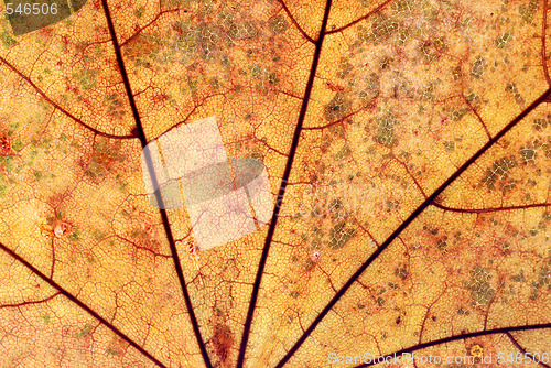 Image of Autumn leaf background