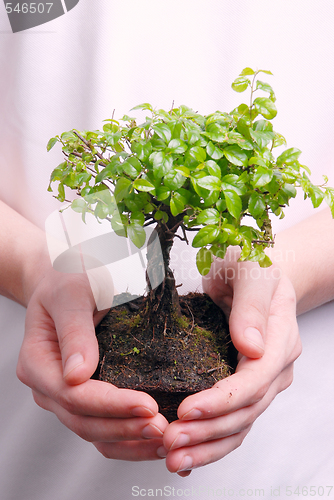 Image of Hands holding a Bonsai tree 