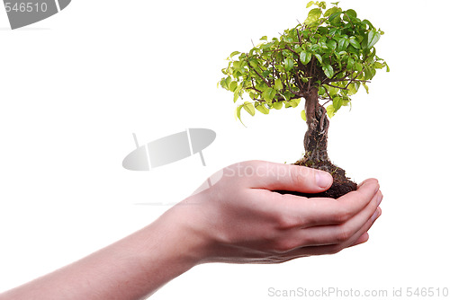 Image of Hand holding a Bonsai tree