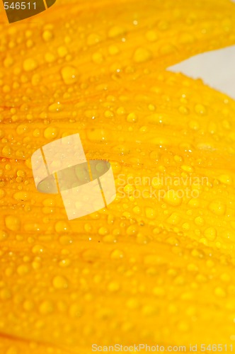 Image of sunflower petals closeup