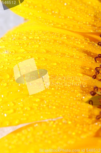 Image of sunflower petals closeup