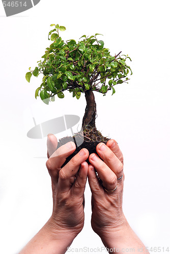 Image of Hands holding a Bonsai tree