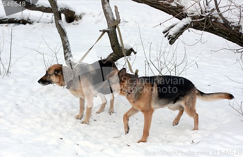 Image of A pair of german shepherds