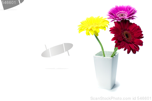 Image of three gerber flowers