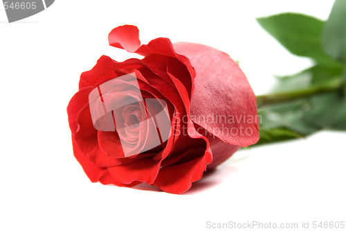 Image of red rose