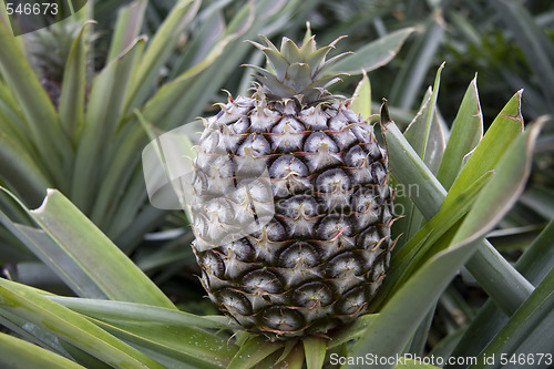 Image of Pineapple