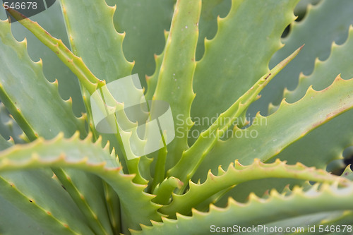 Image of Aloe Vera