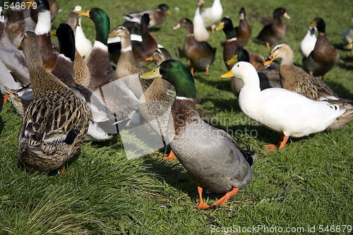 Image of Ducks