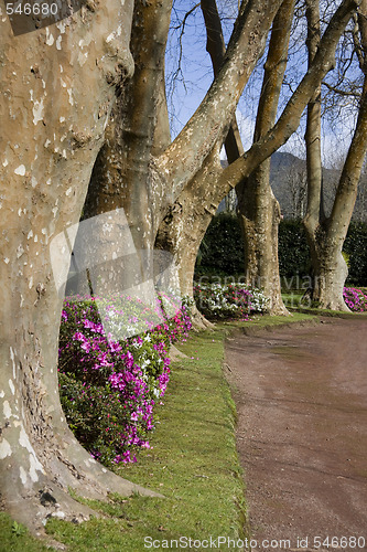 Image of Big Trees