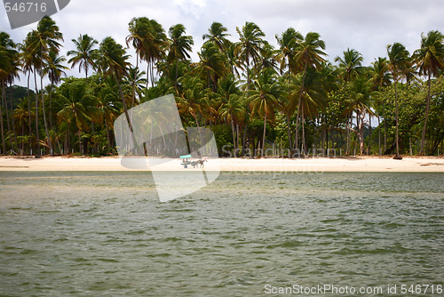 Image of Horse coach in a tropical beach in Brazil 