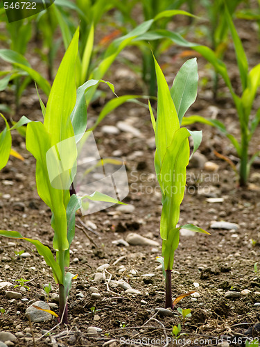 Image of Young corn crops stalk