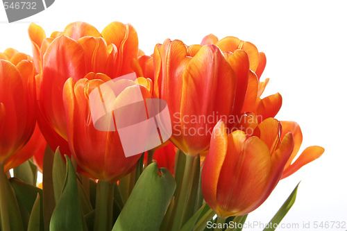 Image of Red tulips