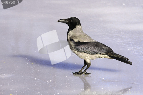 Image of Hooded Crow. 