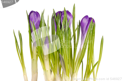 Image of Crocuses