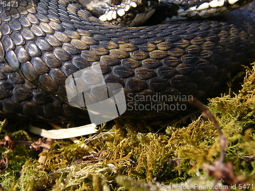 Image of Detail Norwegian snake_25.04.2005