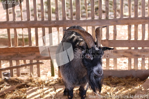 Image of Goat