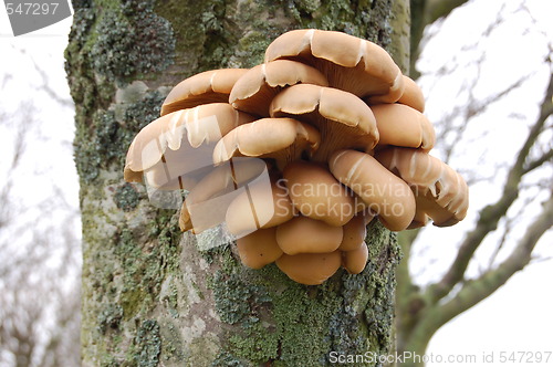 Image of Mushroom
