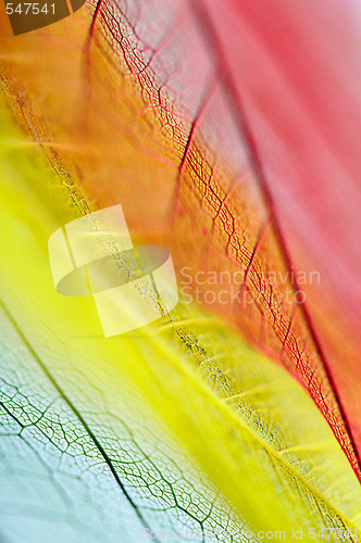 Image of Dry leaves