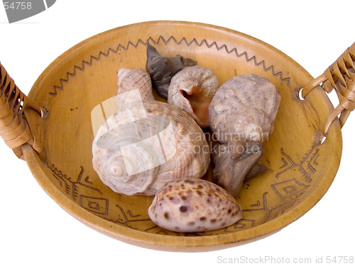 Image of Shells