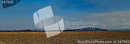 Image of Paronamic view of a corn field in winter with irrigation system