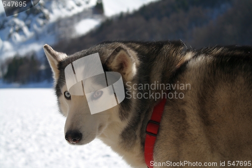 Image of Siberian Husky