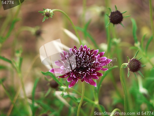 Image of Wildflower