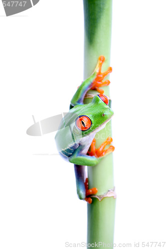 Image of frog on bamboo isolated