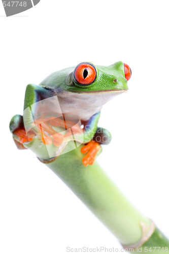 Image of frog on bamboo