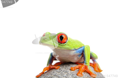 Image of frog isolated on white