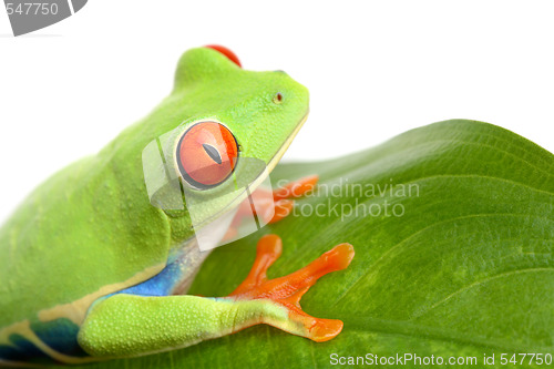 Image of frog on a leaf isolated white