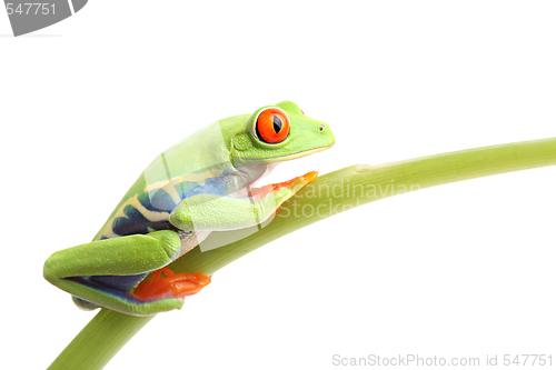 Image of frog on stem isolated