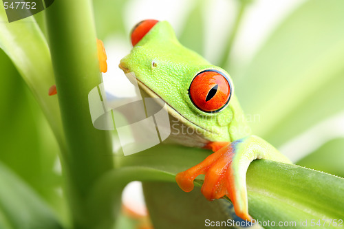 Image of frog in a plant