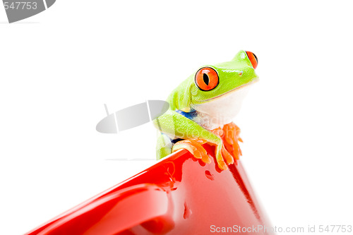 Image of frog on a pot