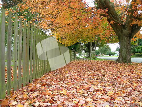 Image of Autumn Stroll