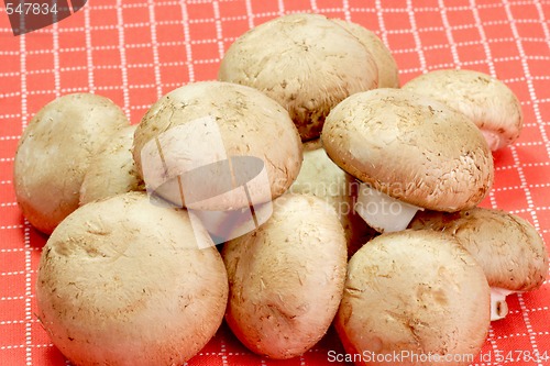 Image of Fresh Mushrooms