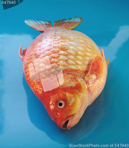 Image of gold carp