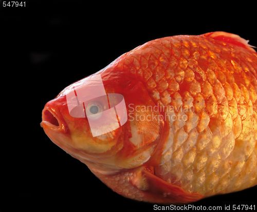 Image of gold carp close up