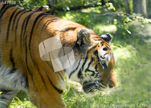 Image of Tiger