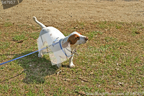 Image of White Dachshund