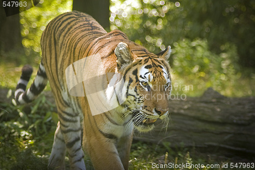 Image of Tiger