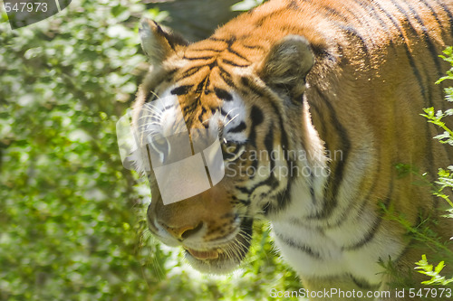 Image of Tiger