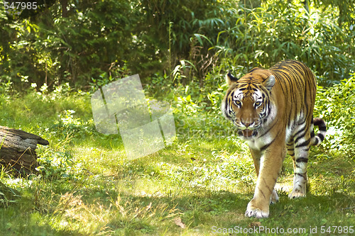 Image of Tiger